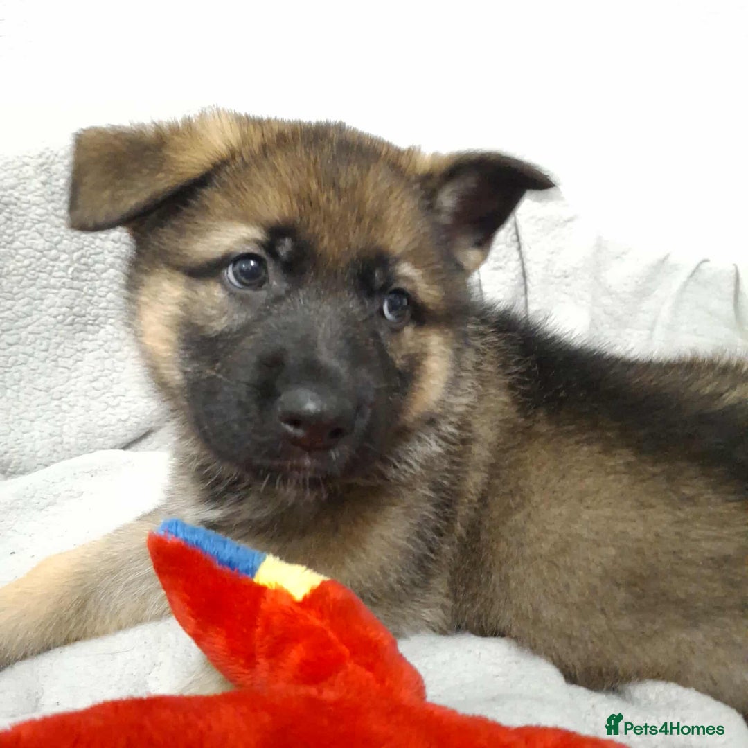German Shepherd dogs for sale: BEAUTIFUL SABLE GERMAN SHEPHERD PUPS - Image 27