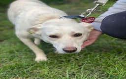 Mixed Breed dogs for adoption: 💖🐶 BILOCHKA 🐶💖 - Image 10