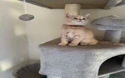 British Shorthair cats for sale: Mix British shorthair kittens for sale  - Image 5