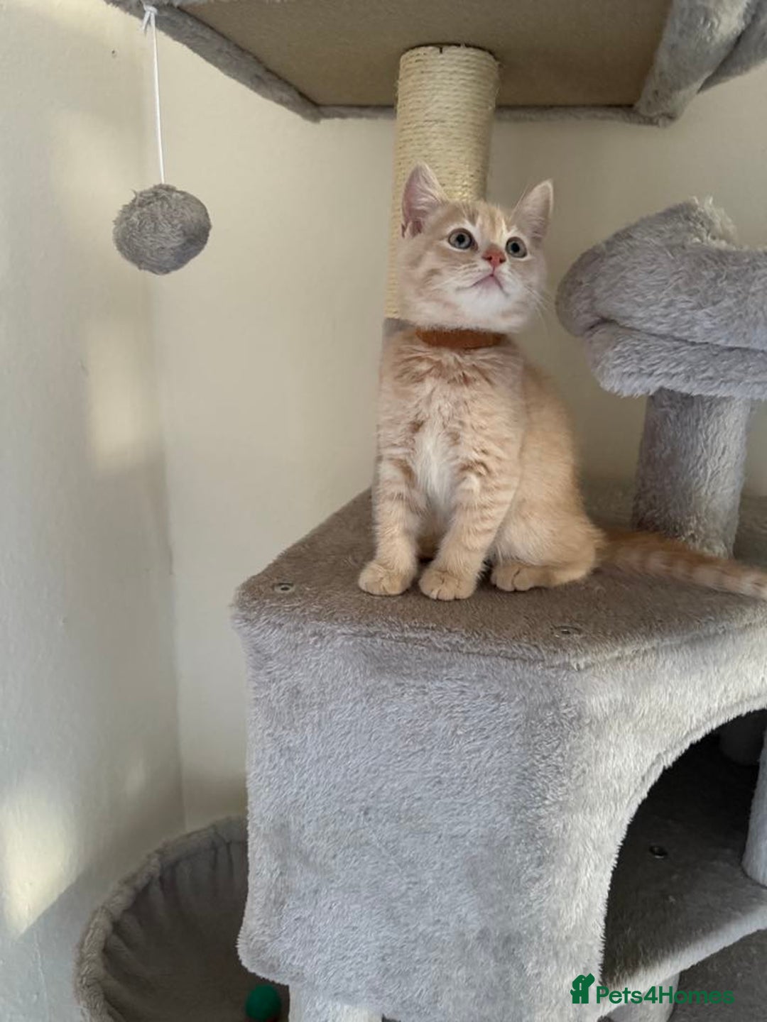 British Shorthair cats for sale: Mix British shorthair kittens for sale  - Image 5