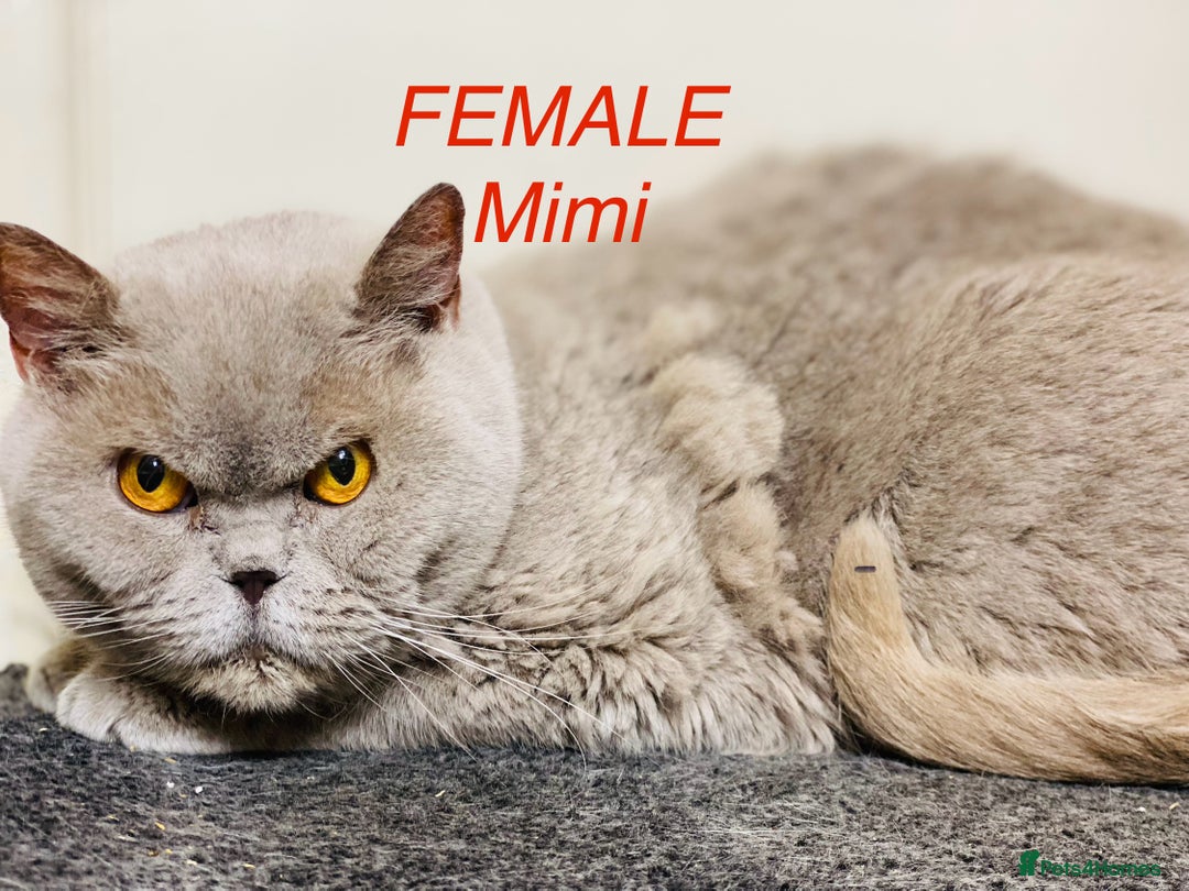 British Shorthair cats for sale: British shorthair male and 2 female 🩵💠🖤 - Image 4