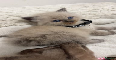 Ragdoll cats - Advert 7