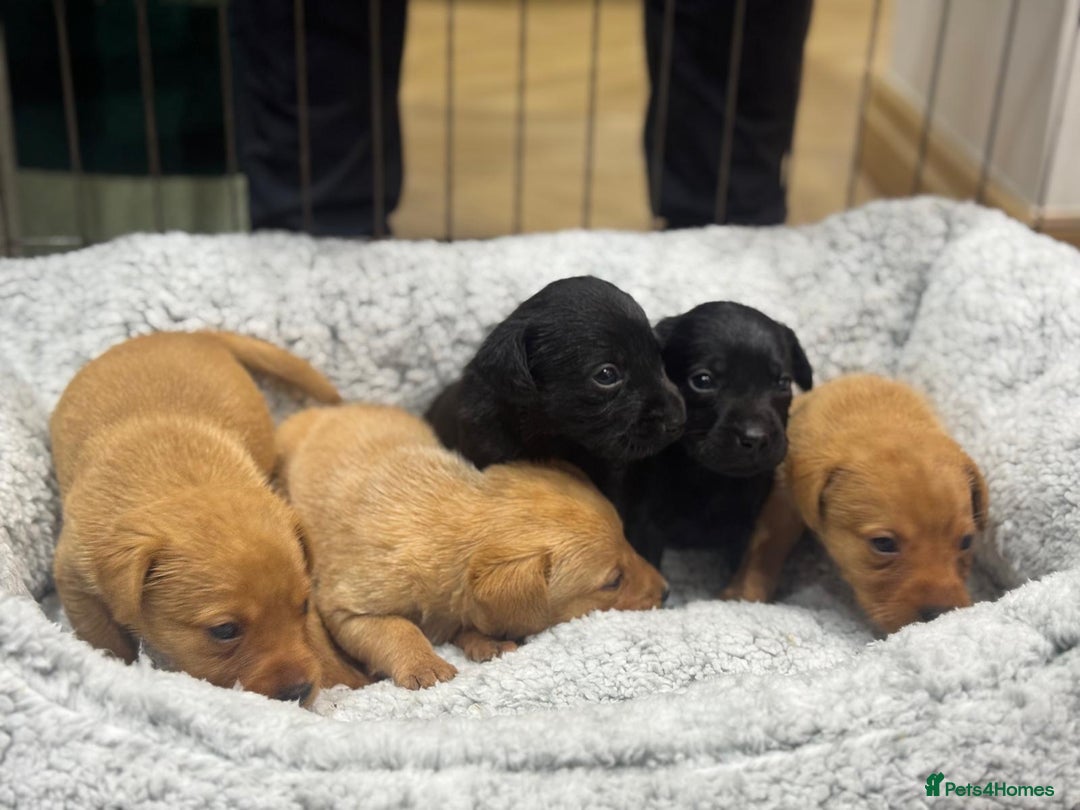 Labrador Retriever dogs for sale: Labrador Puppies  - Advert 25