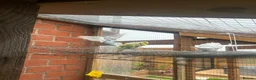 Budgerigars birds for sale: Baby budgies for sale Wigan  in Wigan - Advert 14