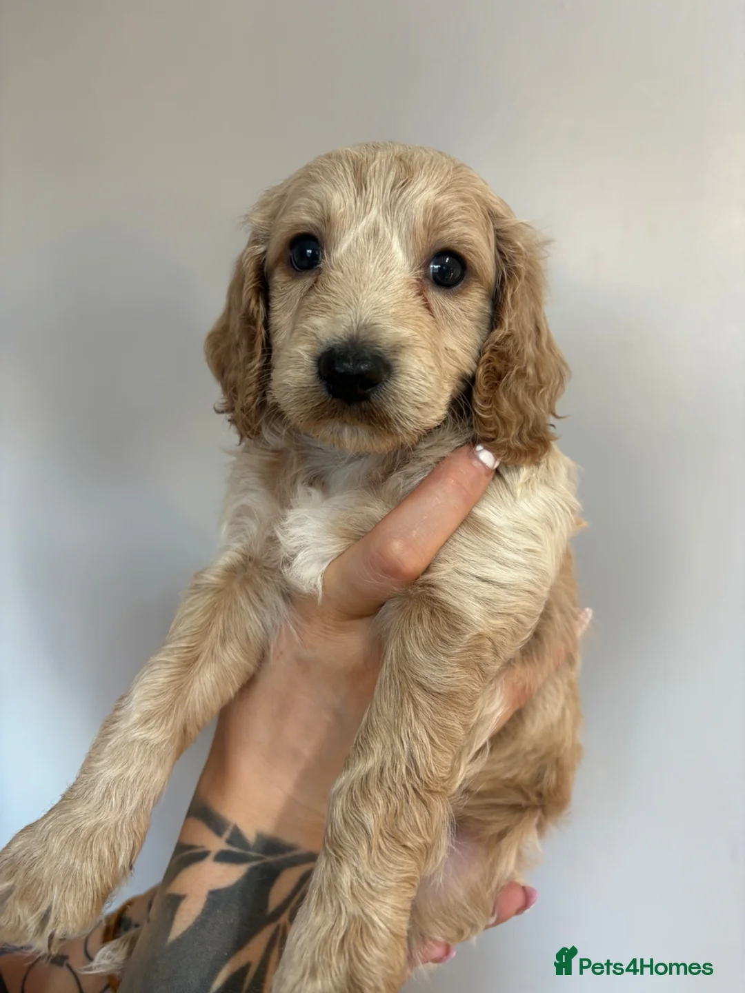 Cockapoo dogs for sale: Last cockapoo boy apricot Merle in Leek - Advert 5