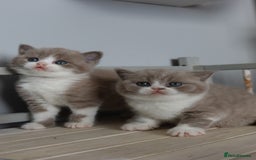 British Shorthair cats for sale: Stunning British shorthair available last girl  - Image 18