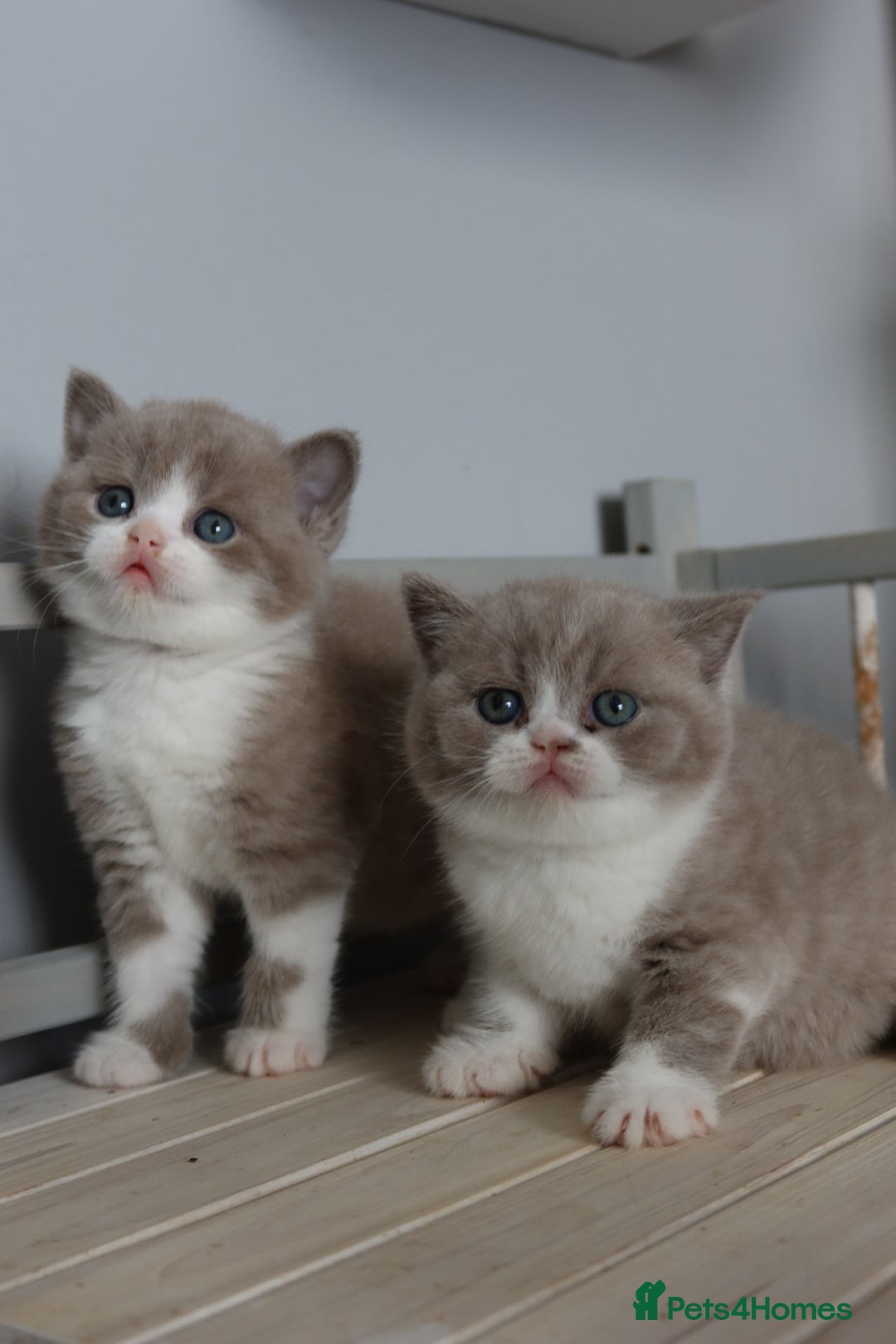 British Shorthair cats for sale: Stunning British shorthair available last girl  - Image 18