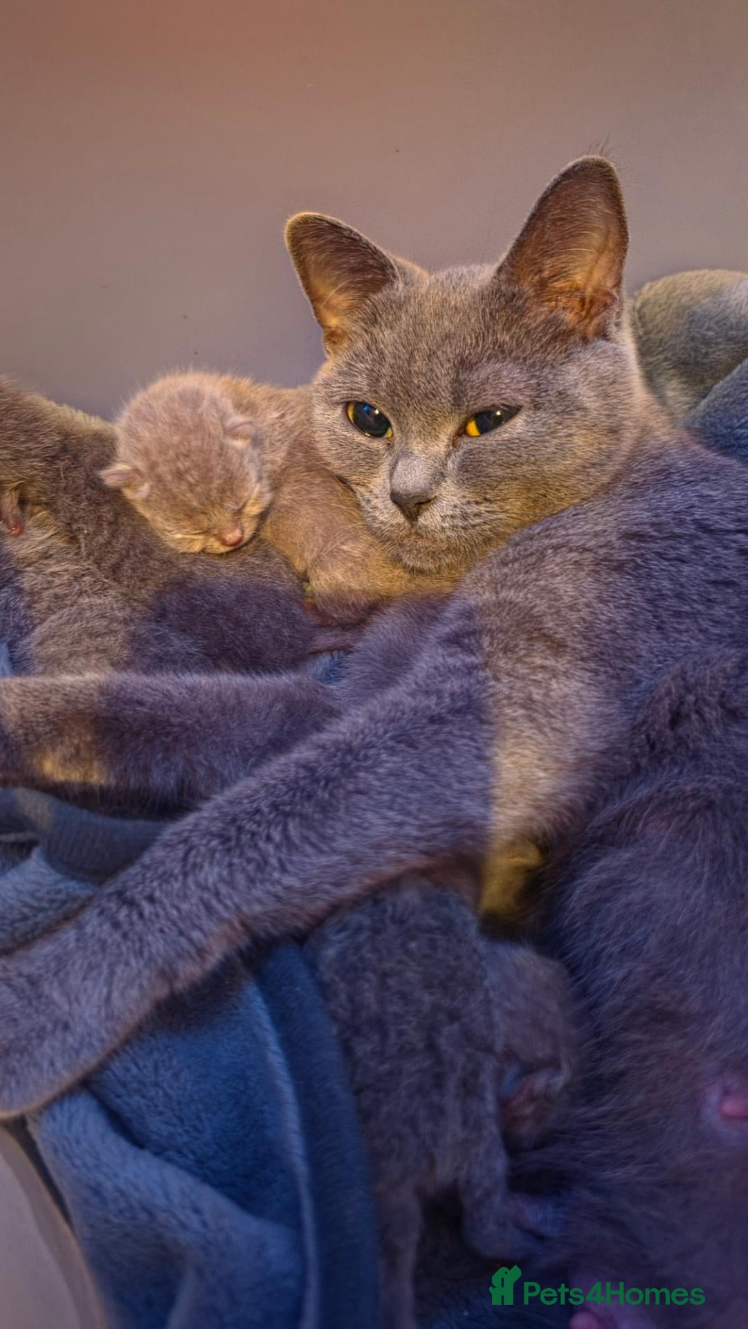 British Shorthair cats Beautiful Blue British Shorthair Kittens (Pets) - Advert 10