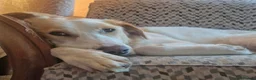 Mixed Breed dogs for adoption: 💙 Asher is Looking for love 🩵 🐾 - Advert 6