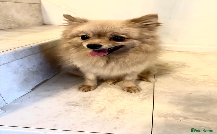 Pomeranian dogs - Advert 13