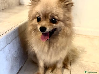 Pomeranian dogs - Advert 2
