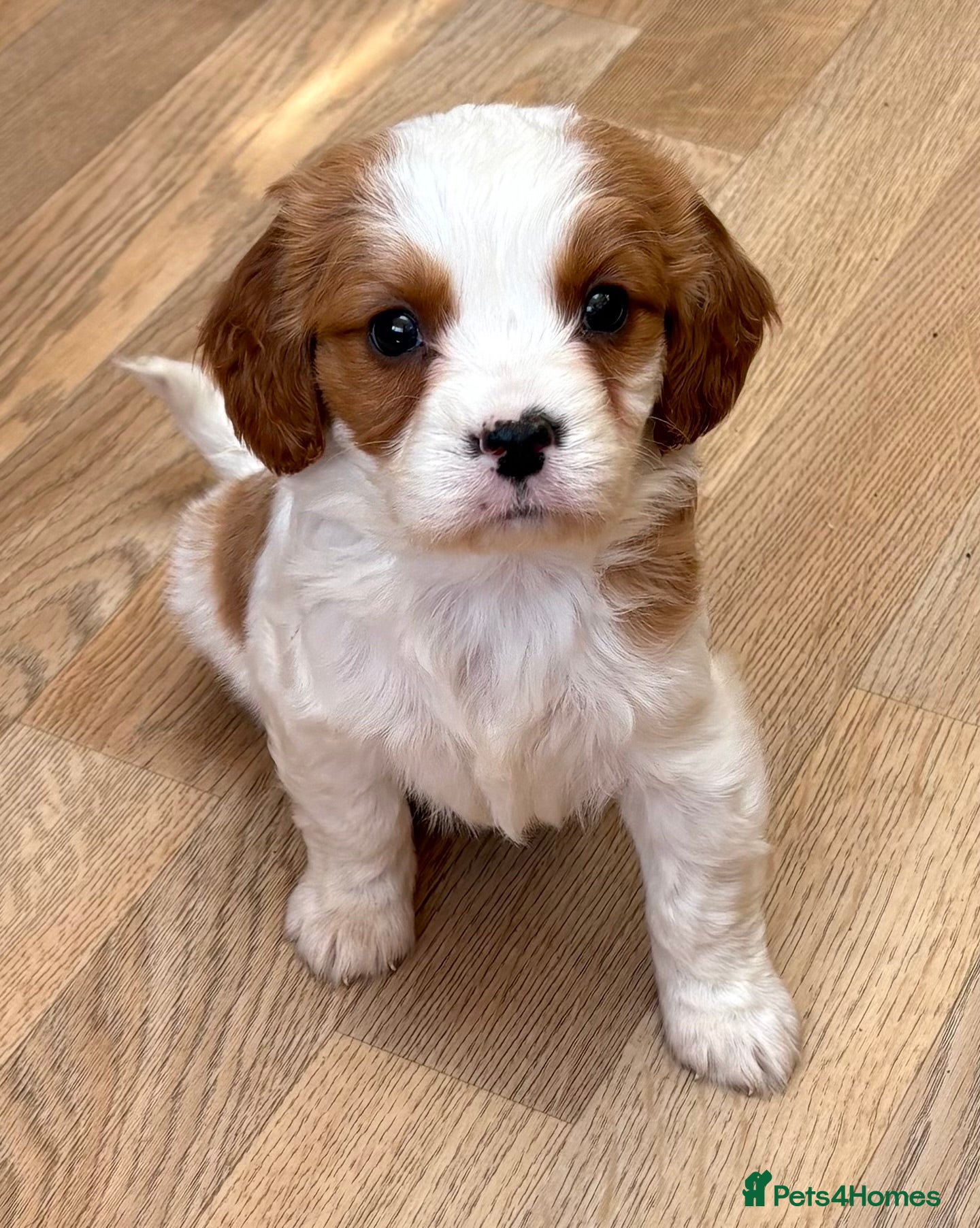 Cavapoo dogs F1b Cavapoo pupppies… - Advert 2