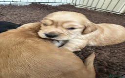Sprocker dogs for sale: Cocker spaniel pups  - Image 20