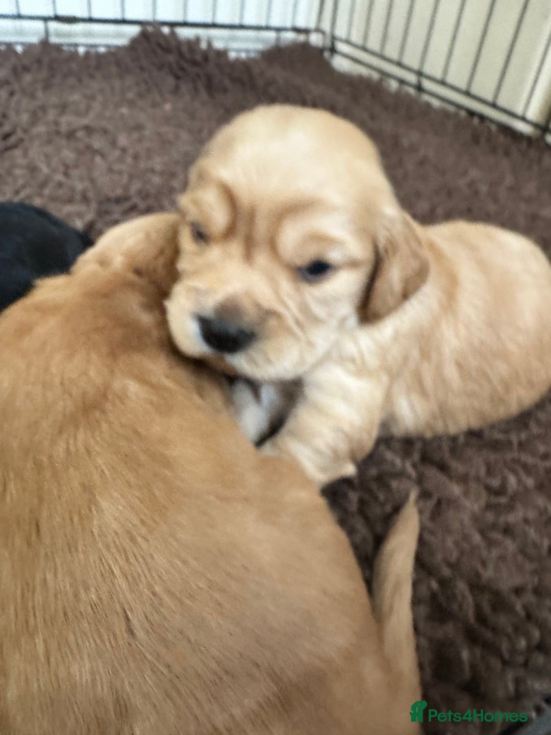 Sprocker dogs for sale: Cocker spaniel pups  - Image 20