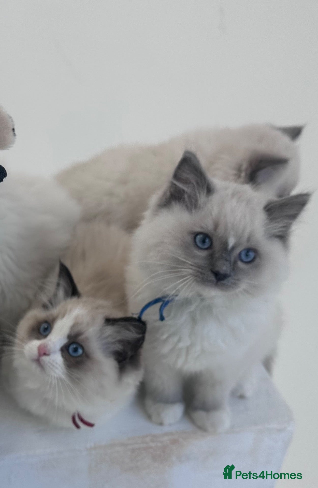 Ragdoll cats Champion line TICA registered Ragdoll kittens  - Advert 2