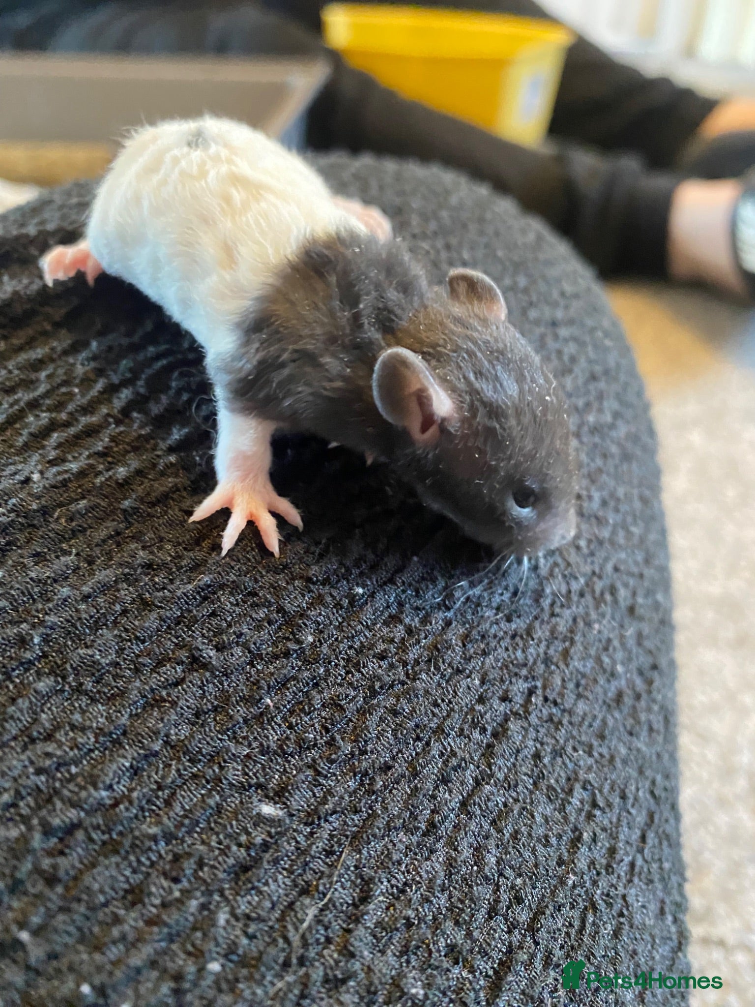 Rat rodents Baby rats ready beginning of August  - Advert 8