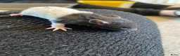 Rat rodents for sale: Baby rats ready NOW  - Advert 1