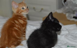 Domestic Shorthair cats for sale: Kittens - Image 3