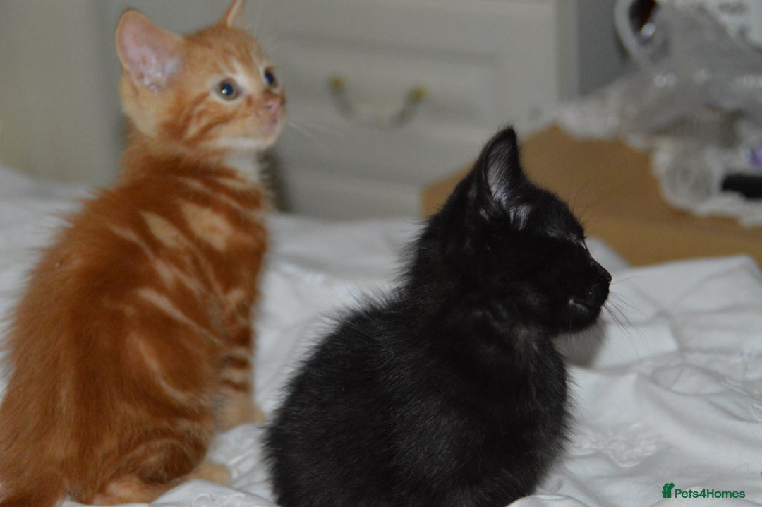 Domestic Shorthair cats for sale: Kittens - Image 3