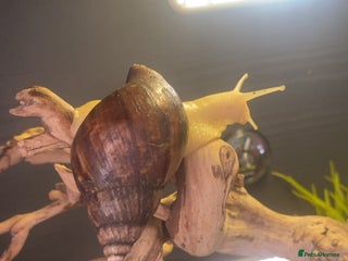 Snails invertebrates African land snails in Saltburn-by-the-Sea - Advert 1