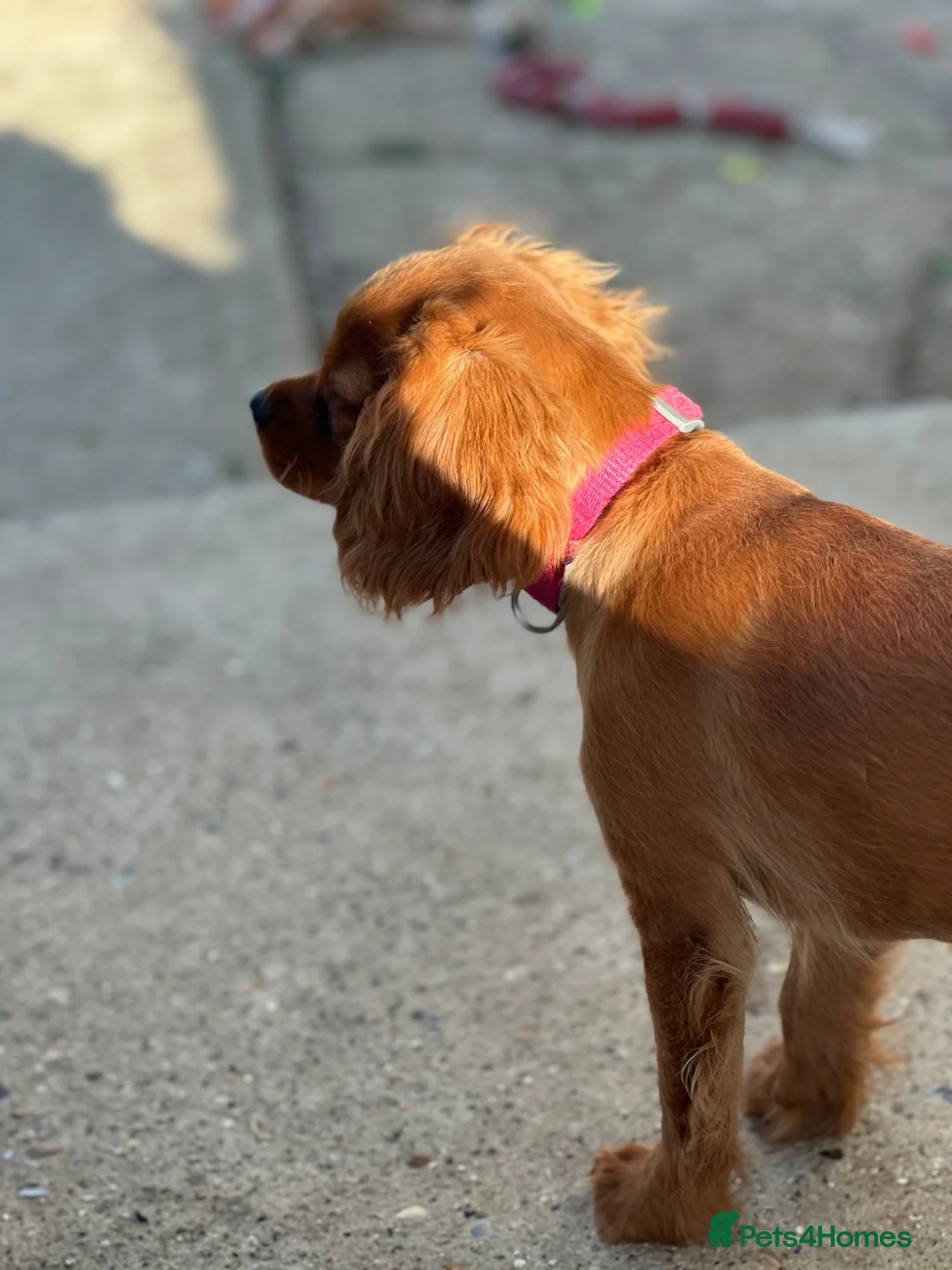 Cavalier King Charles Spaniel dogs for sale: Cavalier King Charles  - Advert 2