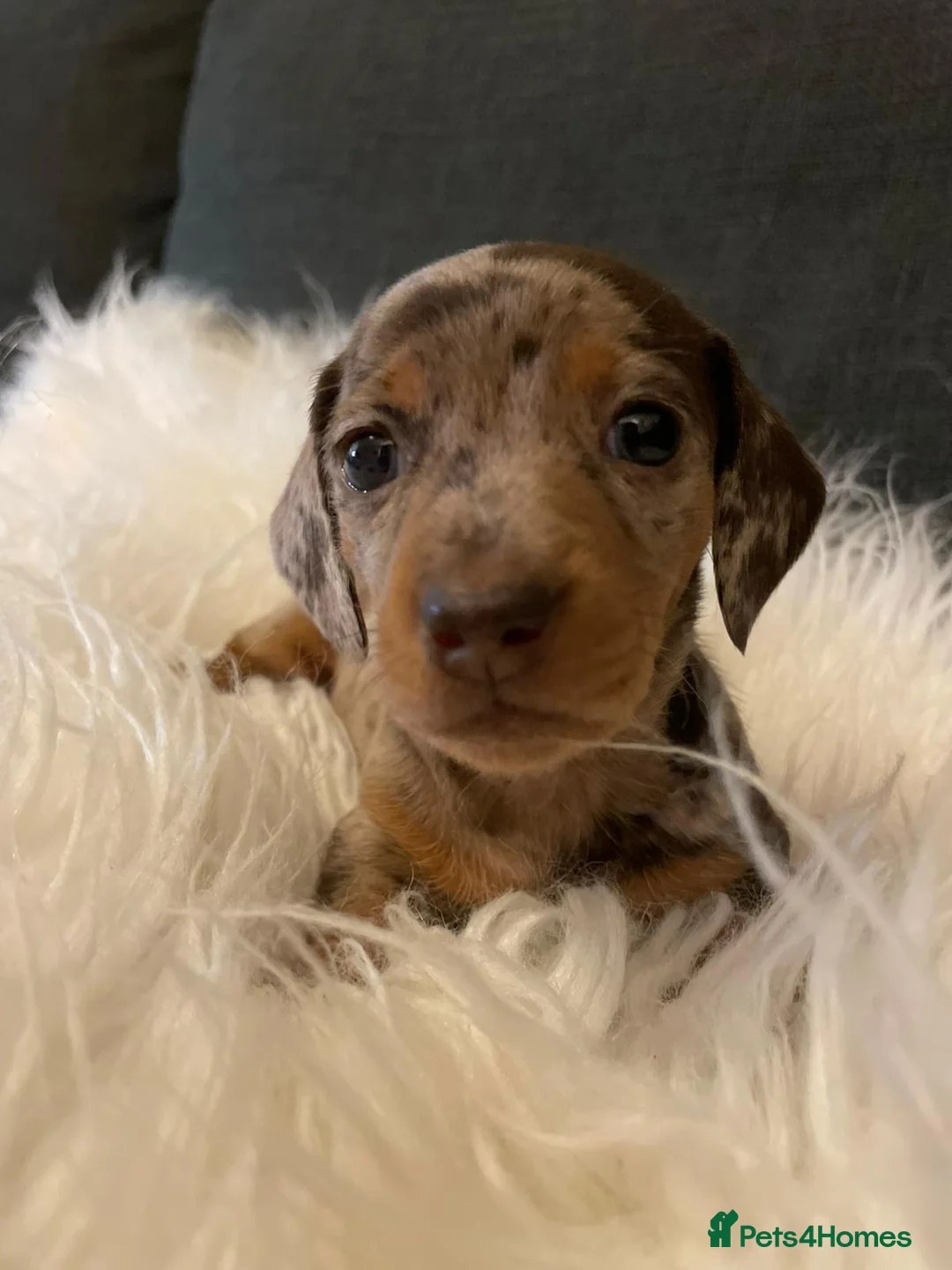 Miniature Dachshund dogs for sale: 🐾❤️ KC Reg Smooth Haired Miniature Dachschund  - Advert 18