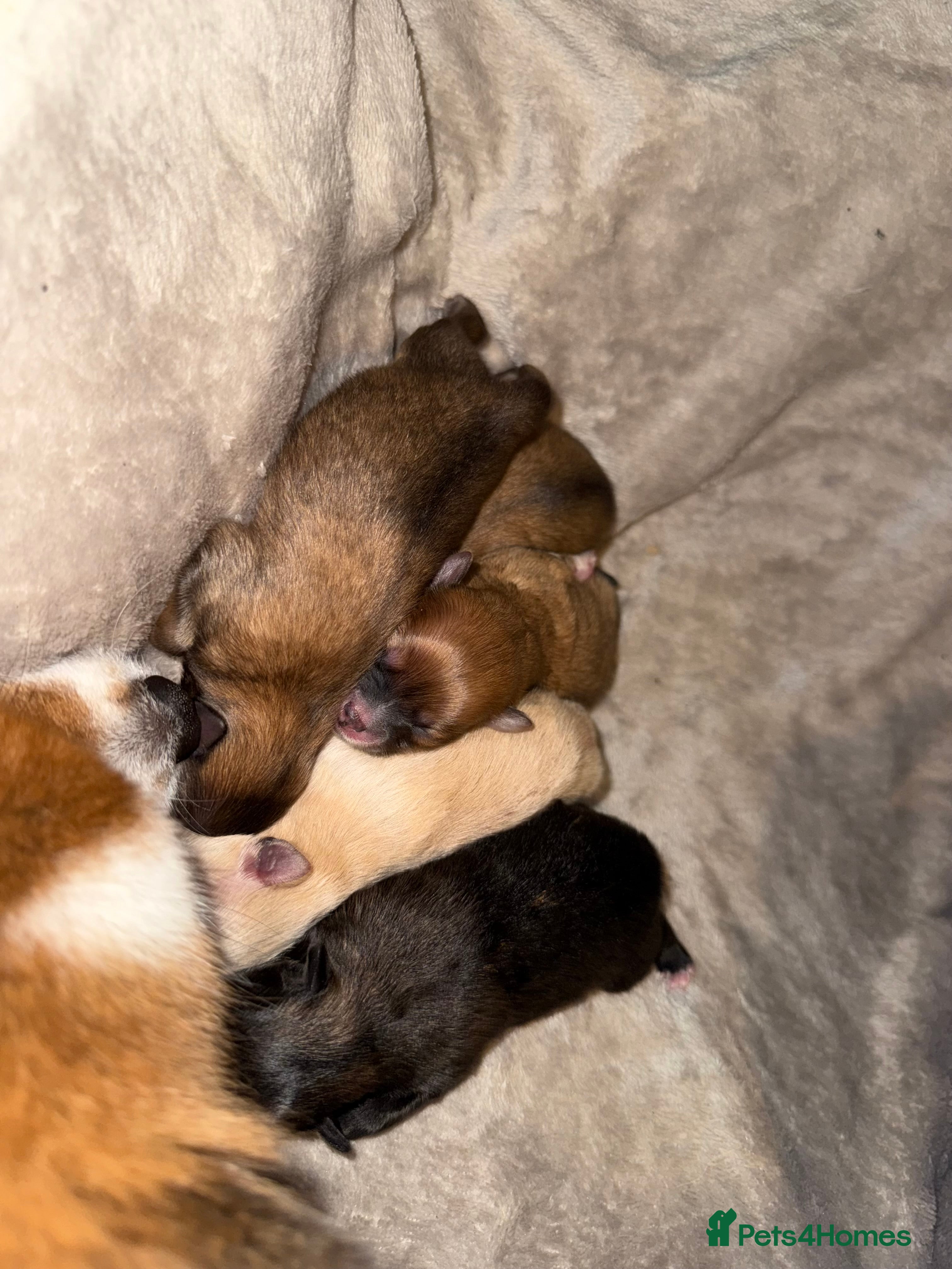 Pomeranian dogs Pomeranian puppies  - Advert 16