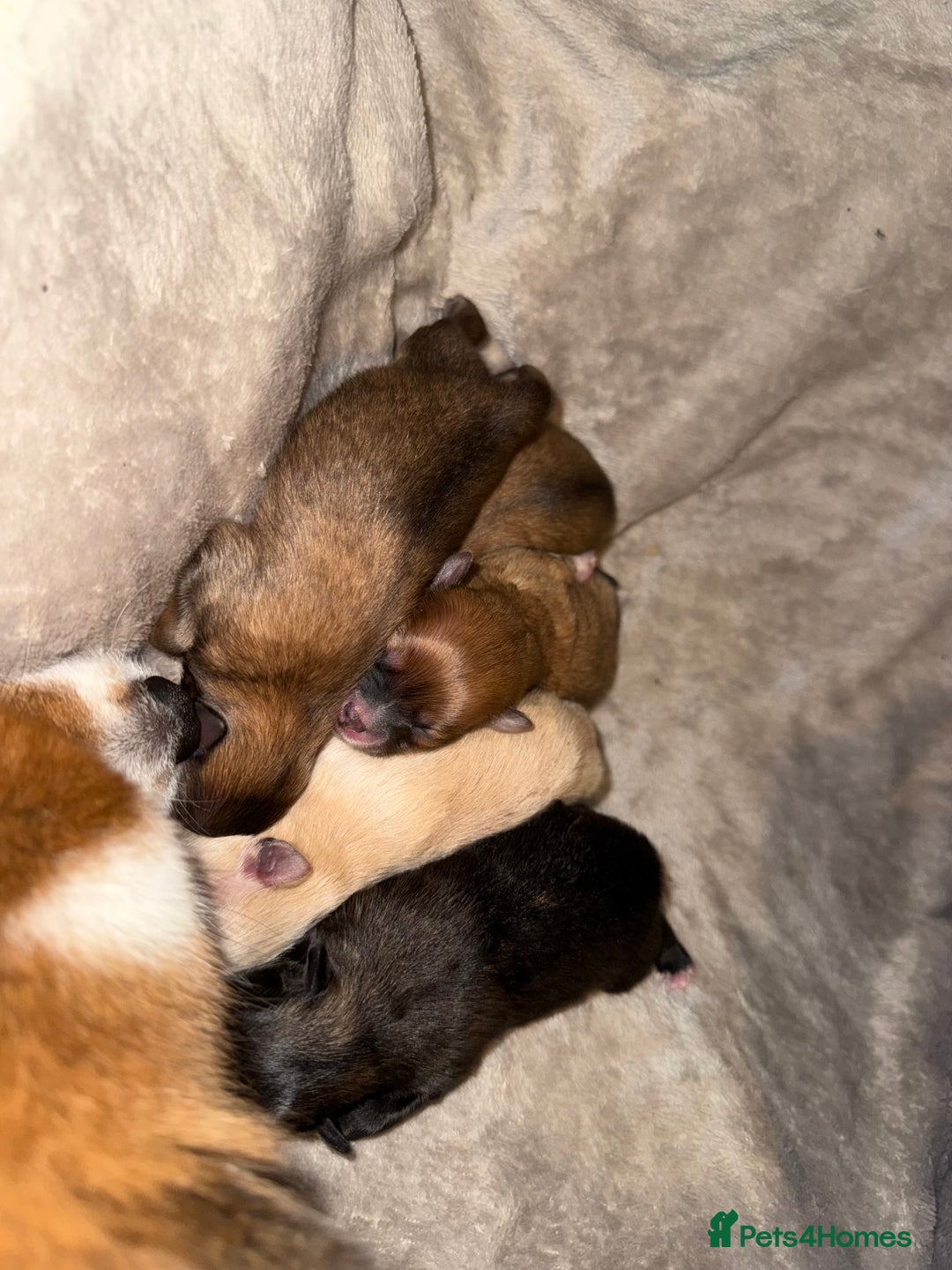 Pomeranian dogs for sale: Pomeranian puppies  - Advert 1