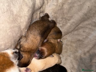 Pomeranian dogs Pomeranian puppies - Advert 1