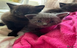 Mixed Breed cats for sale: 3 baby boys looking for their new homes , 4 weeks  - Image 14