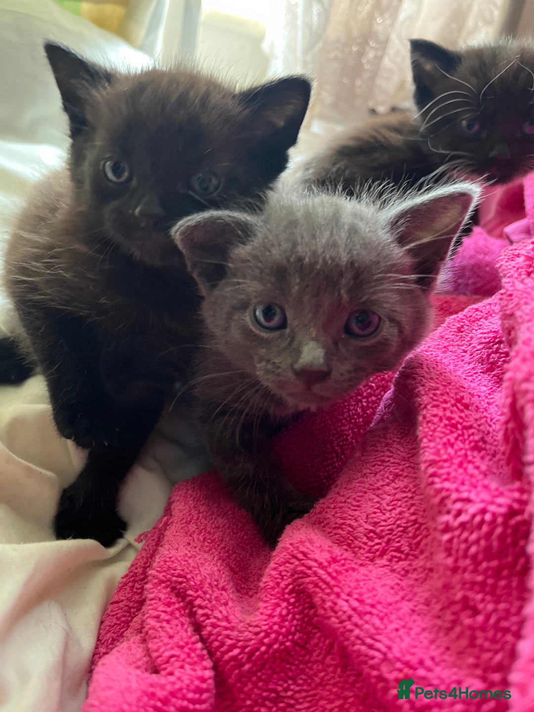Mixed Breed cats for sale: 3 baby boys looking for their new homes , 4 weeks  - Image 14
