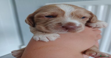 Cocker Spaniel dogs - Advert 5