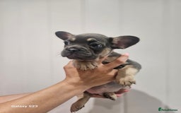 French Bulldog dogs for sale: ⭐️⭐️⭐️⭐️litter of 6 Beautiful french bulldogs 😍🏠 in Southampton - Image 8