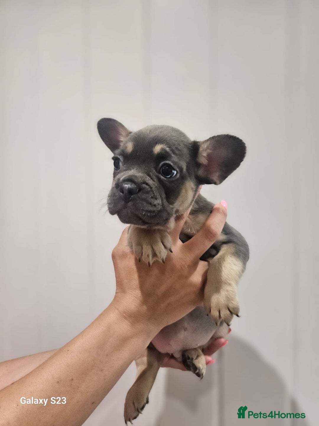 French Bulldog dogs for sale: ⭐️⭐️⭐️⭐️litter of 6 Beautiful french bulldogs 😍🏠 in Southampton - Image 8