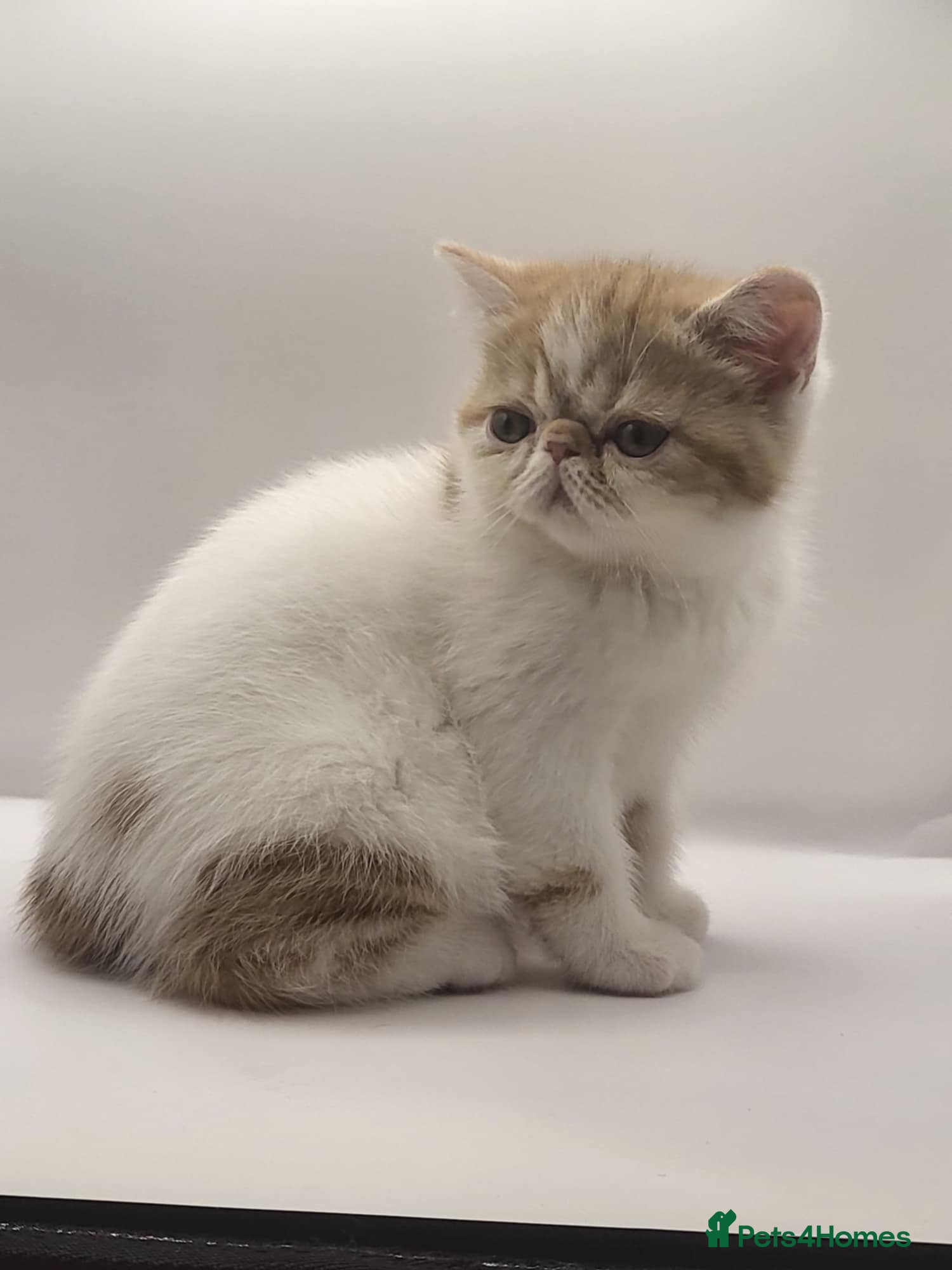 Exotic cats Exotic kittens  - Advert 6