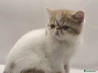 Exotic cats Exotic kittens - Advert 6