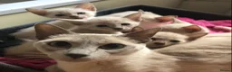 Tonkinese cats for sale: One boy, one girl beautiful Tonkinese kittens - Advert 3