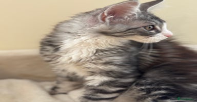 Maine Coon cats - Advert 4