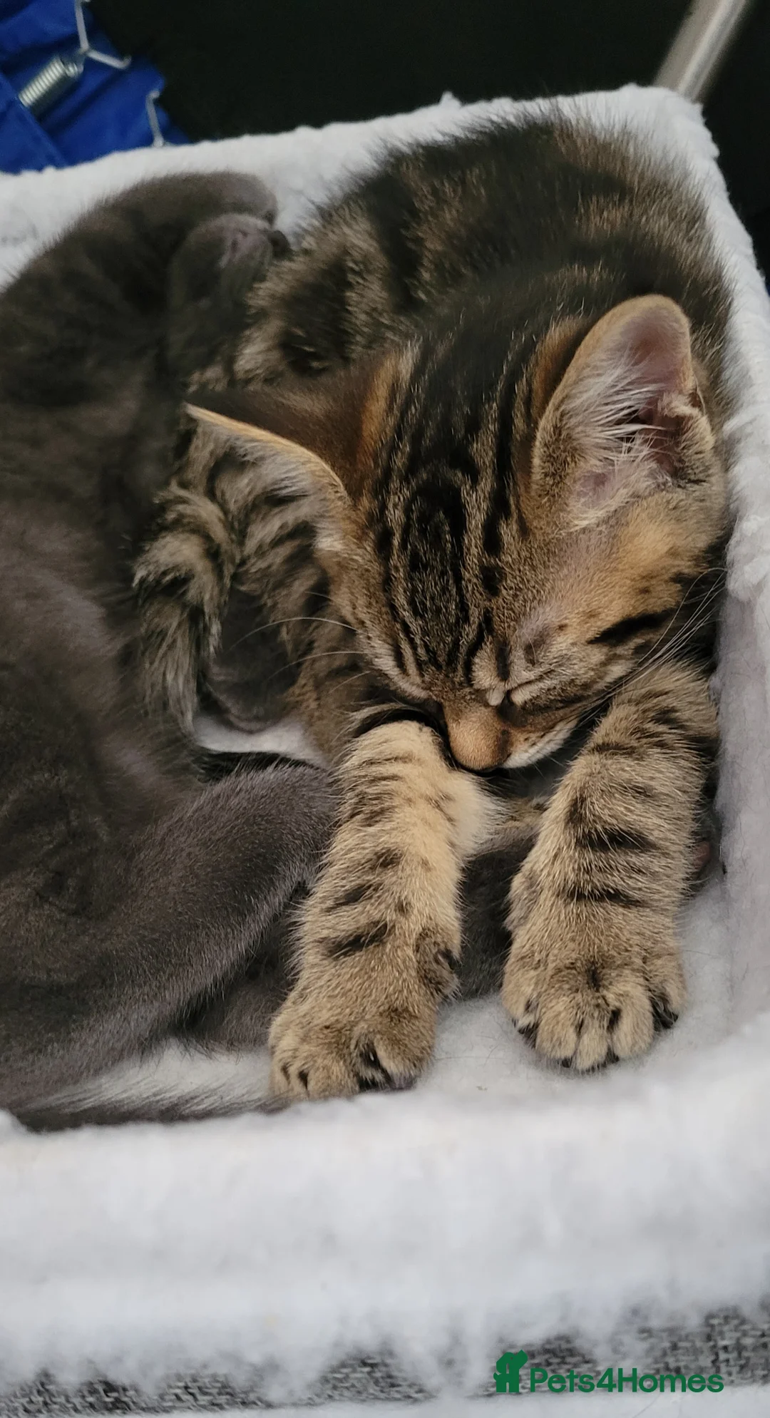 Domestic Shorthair cats for sale:  1 delightfully cuddly purr baby left - Advert 2