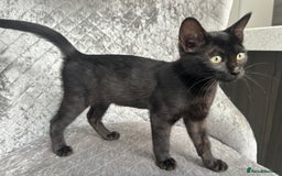 Bengal cats for sale: Two adorable Blue/Melanistic Bengal Kittens TICA  in Benfleet - Image 25