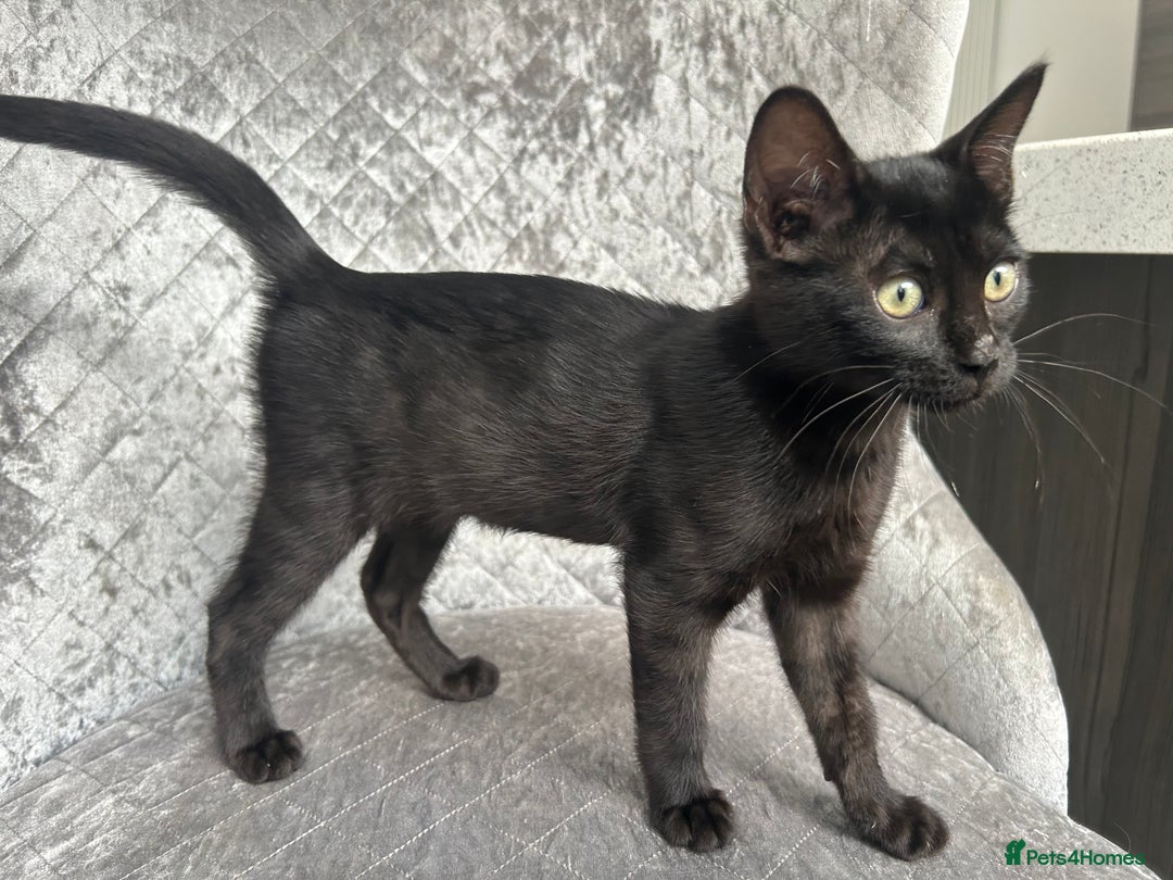 Bengal cats for sale: Two adorable Blue/Melanistic Bengal Kittens TICA  in Benfleet - Image 25
