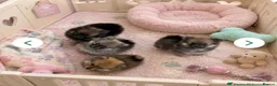 Pomeranian dogs for sale: Toy Pomeranians Puppies 🐻🐻🐻 - Advert 5
