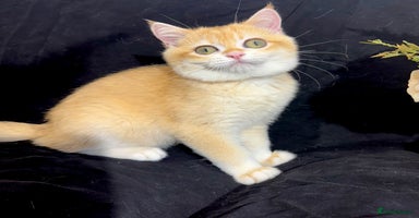 British Shorthair cats - Advert 1