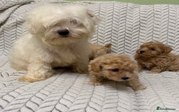Mixed Breed dogs for sale: 🐾🐾 F1 Bb Maltipoo Puppies Boys and Girls 🐾🐾 - Image 3