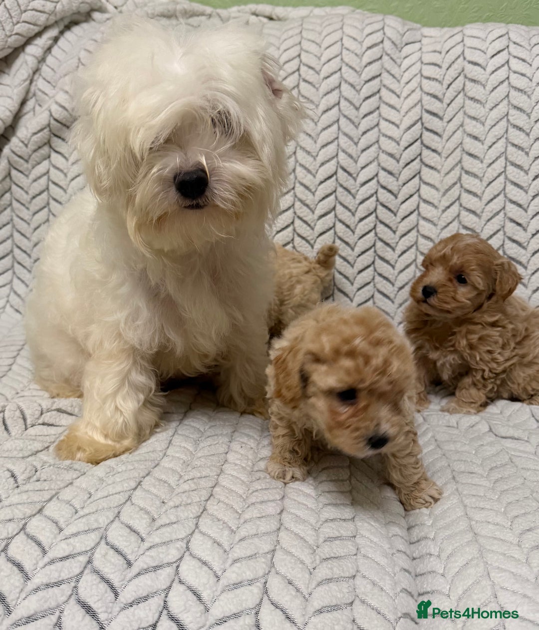 Mixed Breed dogs for sale: 🐾🐾 F1 Bb Maltipoo Puppies Boys and Girls 🐾🐾 - Image 3
