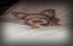 French Bulldog dogs for sale:  🐾READY FOR NEW HOMES NOW Isabella&Tan Boys🏡🐾 - Image 18