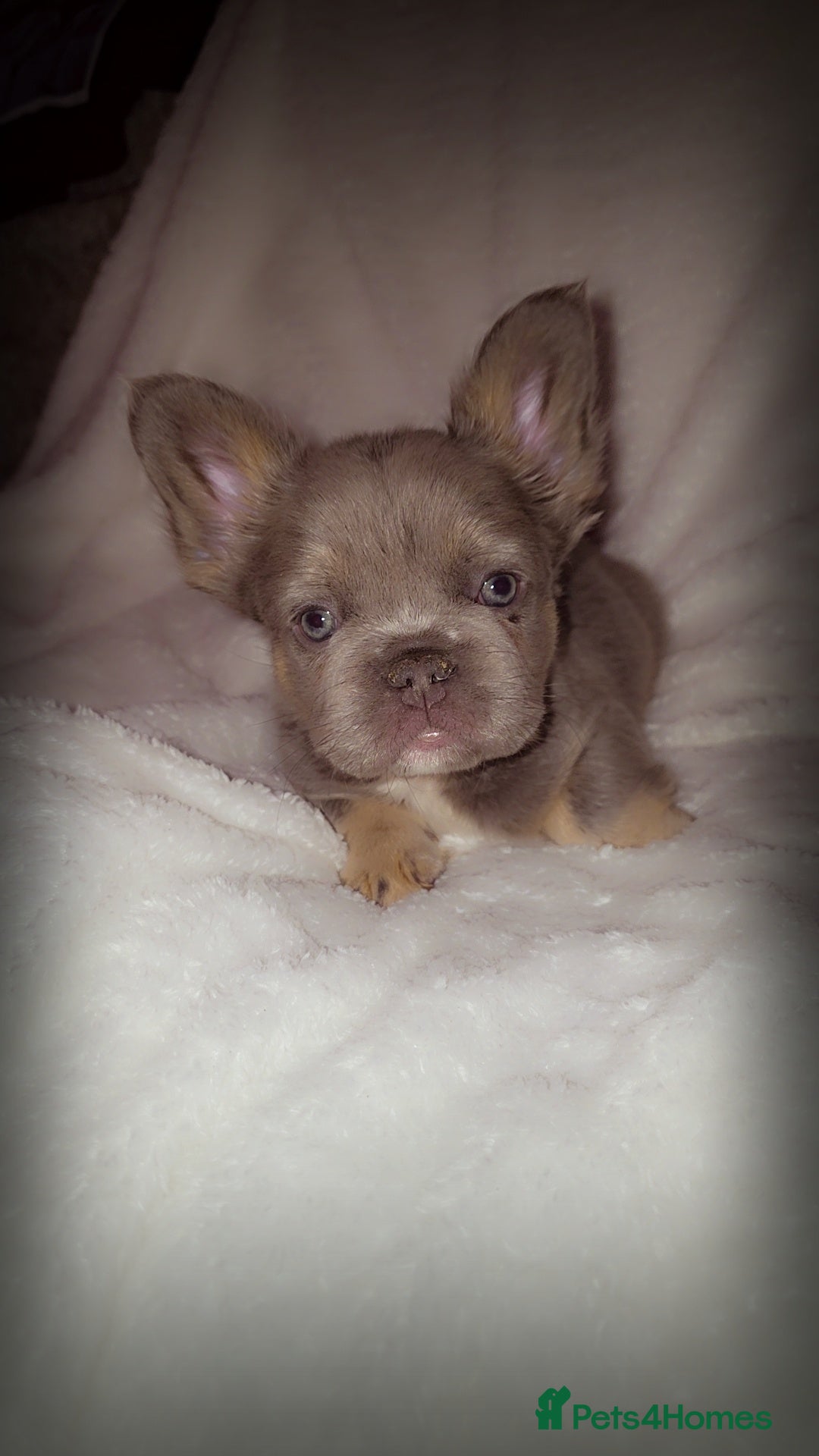 French Bulldog dogs for sale:  🐾READY FOR NEW HOMES NOW Isabella&Tan Boys🏡🐾 - Image 18