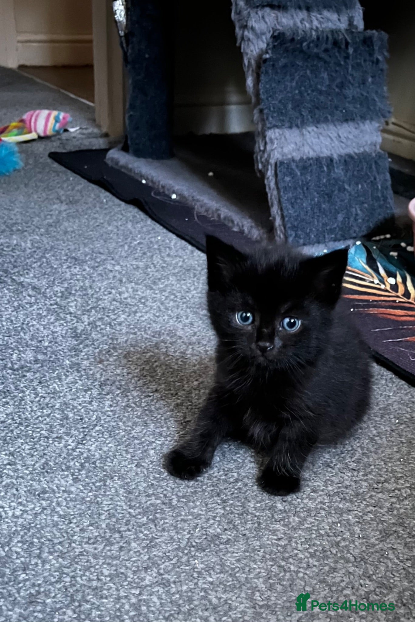 American Wirehair cats American wirehair/Long hair kittens for sale  - Advert 2