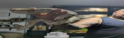 King Snake reptiles for sale: Various snakes for sale  - Advert 2