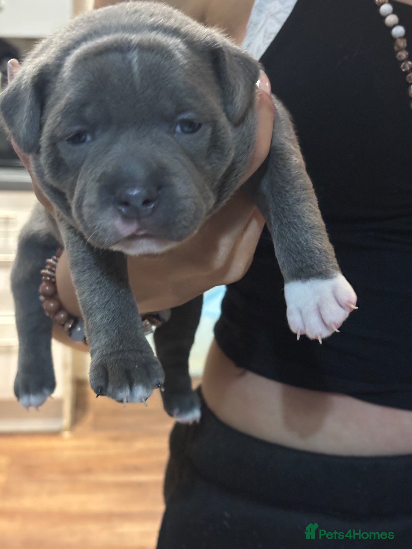 Staffordshire Bull Terrier dogs 💙Beautiful Dark Blue Staffordshire Bull Terrier M - Advert 9